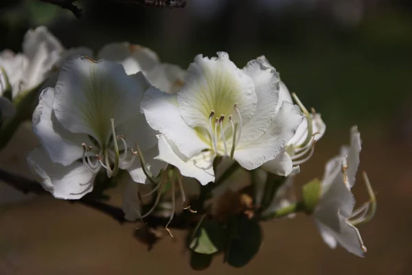 Une Branche Arbre Avec Belles Fleurs Blanches Sur Fond Brun — Photo