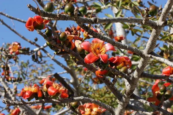 Blooming Cotton Tree Bombax Ceiba Malabar Silk Cotton Tree Red — Fotografia de Stock