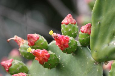 Opuntia, commonly called prickly pear, 