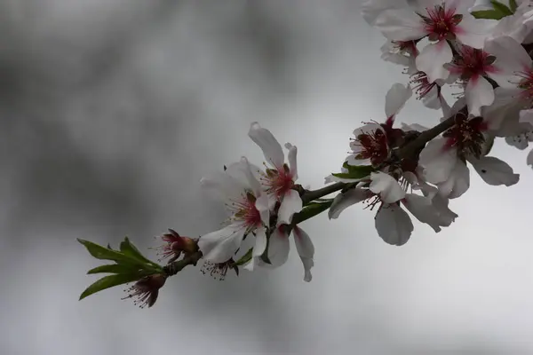 Branch Almond Tree Bloom — Photo