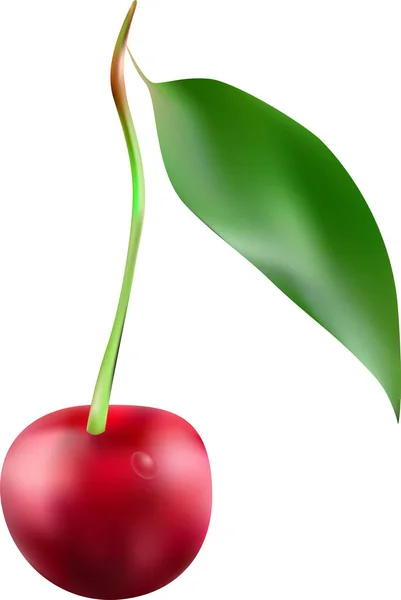 Cherry in a natural gradient. Close-up. Berry — Stock Vector