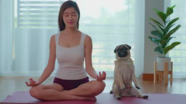 Güzel bir Asyalı kadın yatak odasındaki yoga minderinde nilüfer ve pug yoga yapıyor. Büyük pencereleri ve perdeleri olan bir arka plan var. Hayvanlarla egzersiz ve sağlık hizmetleri.