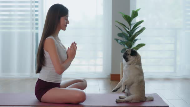 Μια Όμορφη Ασιάτισσα Που Εξασκεί Λωτό Και Pug Yoga Ποζάρει — Αρχείο Βίντεο