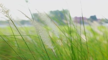 Güzel beyaz çimenler rüzgarla savruluyor, ileri geri sallanıyor..