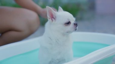 Ağır çekim. Sahibi, Chihuahua köpeğini dışarıda fıskiyeli küçük bir küvette yıkamaktan zevk alıyor. Yaz tatilinde köpeğine iyi bak. Yıkama köpeği. Rahatlamak ya da duş almak..