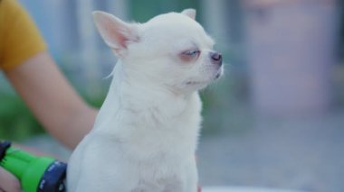 Ağır çekim. Sahibi, Chihuahua köpeğini dışarıda fıskiyeli küçük bir küvette yıkamaktan zevk alıyor. Yaz tatilinde köpeğine iyi bak. Yıkama köpeği. Rahatlamak ya da duş almak..