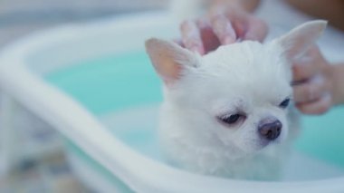 Ağır çekim. Sahibi, Chihuahua köpeğini dışarıda fıskiyeli küçük bir küvette yıkamaktan zevk alıyor. Yaz tatilinde köpeğine iyi bak. Yıkama köpeği. Rahatlamak ya da duş almak..