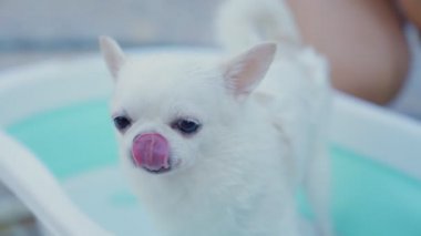 Ağır çekim. Sahibi, Chihuahua köpeğini dışarıda fıskiyeli küçük bir küvette yıkamaktan zevk alıyor. Yaz tatilinde köpeğine iyi bak. Yıkama köpeği. Rahatlamak ya da duş almak..