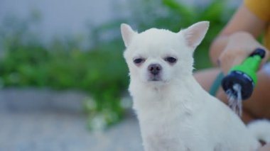 Ağır çekim. Sahibi, Chihuahua köpeğini dışarıda fıskiyeli küçük bir küvette yıkamaktan zevk alıyor. Yaz tatilinde köpeğine iyi bak. Yıkama köpeği. Rahatlamak ya da duş almak..