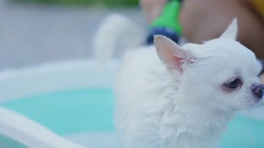 Ağır çekim. Sahibi, Chihuahua köpeğini dışarıda fıskiyeli küçük bir küvette yıkamaktan zevk alıyor. Yaz tatilinde köpeğine iyi bak. Yıkama köpeği. Rahatlamak ya da duş almak..