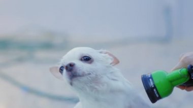 Ağır çekim. Sahibi, Chihuahua köpeğini dışarıda fıskiyeli küçük bir küvette yıkamaktan zevk alıyor. Yaz tatilinde köpeğine iyi bak. Yıkama köpeği. Rahatlamak ya da duş almak..