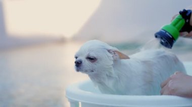 Ağır çekim. Sahibi, Chihuahua köpeğini dışarıda fıskiyeli küçük bir küvette yıkamaktan zevk alıyor. Yaz tatilinde köpeğine iyi bak. Yıkama köpeği. Rahatlamak ya da duş almak..