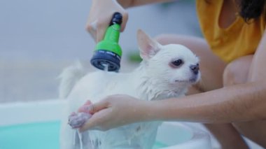 Ağır çekim. Sahibi, Chihuahua köpeğini dışarıda fıskiyeli küçük bir küvette yıkamaktan zevk alıyor. Yaz tatilinde köpeğine iyi bak. Yıkama köpeği. Rahatlamak ya da duş almak..