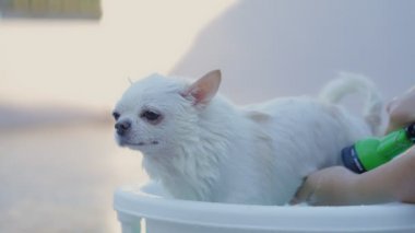 Ağır çekim. Sahibi, Chihuahua köpeğini dışarıda fıskiyeli küçük bir küvette yıkamaktan zevk alıyor. Yaz tatilinde köpeğine iyi bak. Yıkama köpeği. Rahatlamak ya da duş almak..