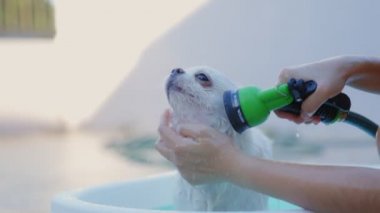 Ağır çekim. Sahibi, Chihuahua köpeğini dışarıda fıskiyeli küçük bir küvette yıkamaktan zevk alıyor. Yaz tatilinde köpeğine iyi bak. Yıkama köpeği. Rahatlamak ya da duş almak..