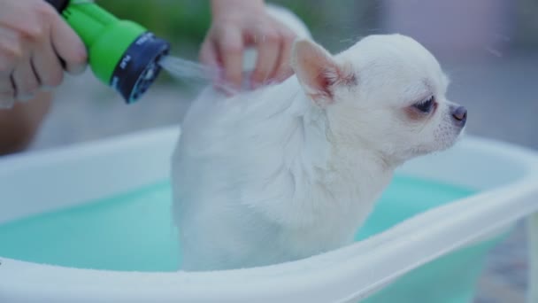 スローモーション 所有者は屋外スプリンクラー付きの小さな浴槽で喜び入浴Chihuahua犬を取る 夏休みには犬の世話をしなさい 洗濯犬 リラックスした入浴やシャワー — ストック動画