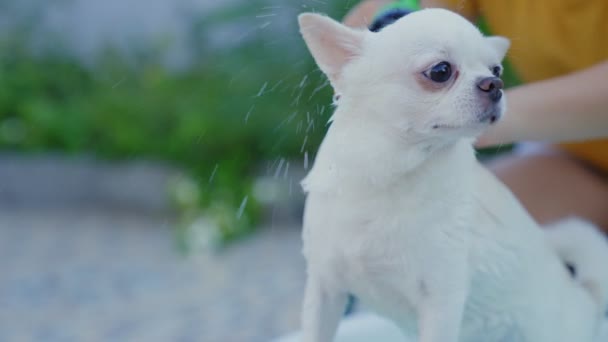 Cámara Lenta Propietario Complace Bañar Perro Chihuahua Una Pequeña Bañera — Vídeos de Stock