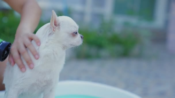 Zwolnij Trochę Właściciel Czerpie Przyjemność Kąpieli Psa Chihuahua Małej Wannie — Wideo stockowe