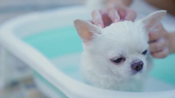 Cámara Lenta Propietario Complace Bañar Perro Chihuahua Una Pequeña Bañera — Vídeos de Stock