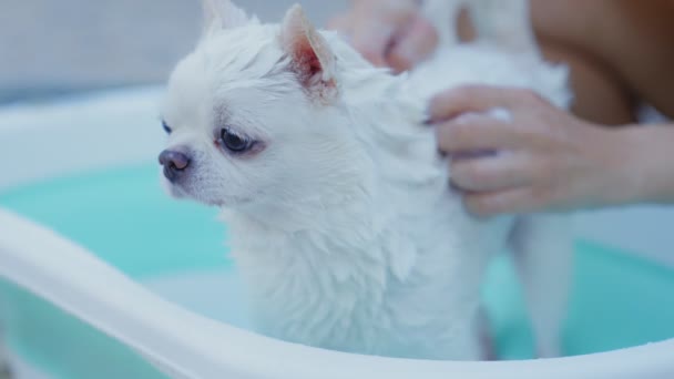 慢动作主人喜欢在户外用洒水器在小浴缸里给吉娃娃的狗洗澡 暑假期间照顾好你的狗 放松洗浴或淋浴 — 图库视频影像