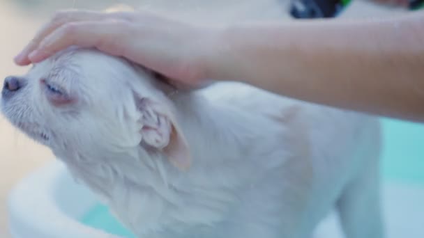 Lassú Mozgás Tulajdonos Gyönyörködik Fürdés Chihuahua Kutya Kis Kádban Locsolóval — Stock videók