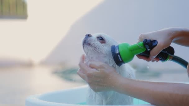 Cámara Lenta Propietario Complace Bañar Perro Chihuahua Una Pequeña Bañera — Vídeo de stock