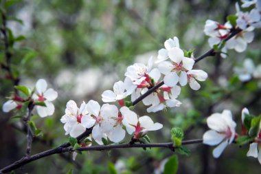 Sibirya elma ağacı çiçeği
