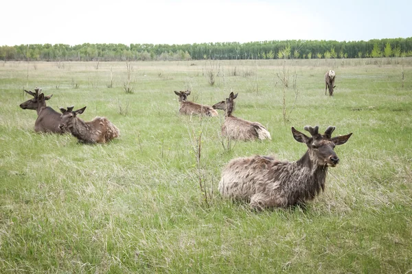 Ciervo siberiano Altai en la naturaleza —  Fotos de Stock