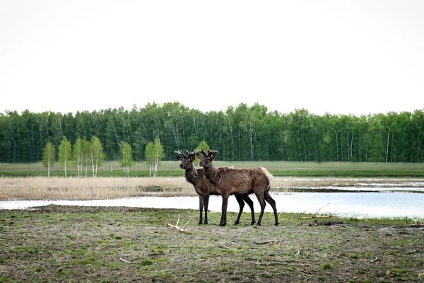 自然の中のアルタイ シベリア鹿 — ストック写真