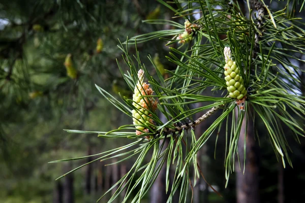 Young pine cones on a tree branch — Stock Photo, Image