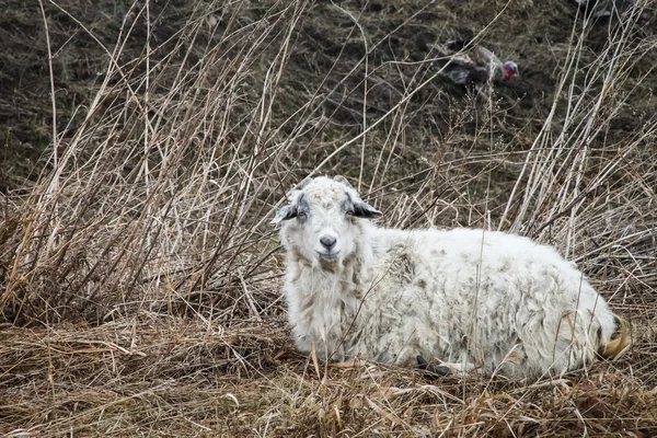 Белая коза лежит в сухой траве — стоковое фото
