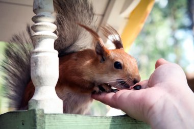 Kızıl Orman sincap bir beslenme yalak, elinden yemek