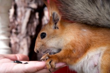 Kızıl Orman sincap bir beslenme yalak, elinden yemek