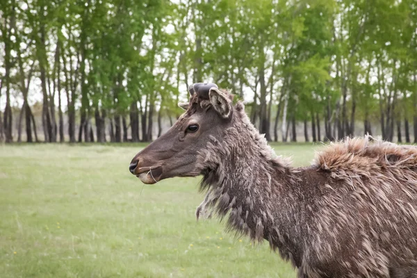 Ciervo siberiano comiendo hierba seca en el bosque en la naturaleza —  Fotos de Stock
