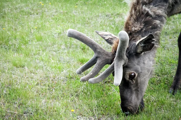 Cervo siberiano con corna soffici mangiare erba verde — Foto Stock