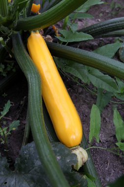 Kabak - sarı kabak yeşil le arasında bahçede büyüyen