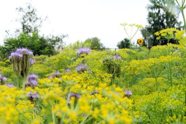 Phacelia çiçek ve doğada büyüyen dereotu. 