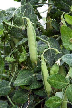 Yeşil bezelye POD üzerinde bitkiler büyümek
