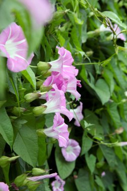 Kahkaha - mor çiçekler-fincan yeşil yaprakları bir arka plan üzerinde