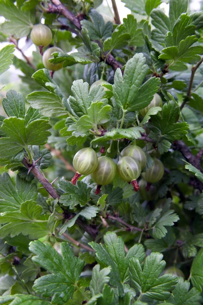 Berries of gooseberry heap tumbuh pada cabang semak . — Stok Foto