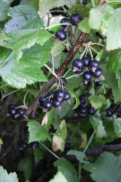 Black currant berries growing on a branch of a bush. — Stock Photo, Image
