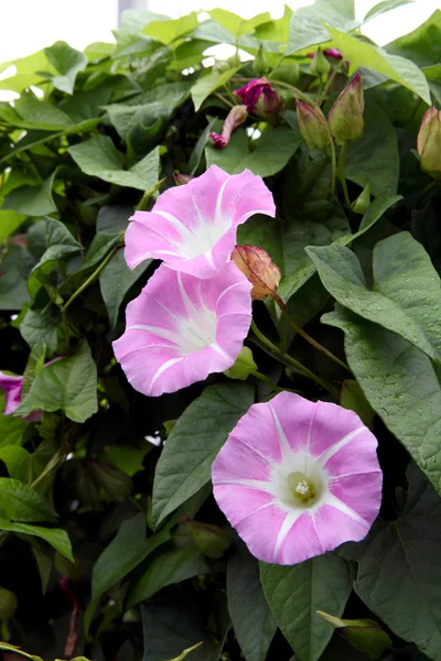 Bindweed - flores roxas-copo em um fundo de folhas verdes . — Fotografia de Stock