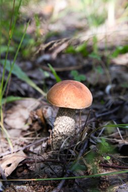 Cap çörek otların arasında büyüyen mantar ve tarafından aydınlatılan