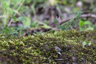 Yosun - büyük bir taş üzerinde kabarık yeşil ot. Ön plana büyüsü