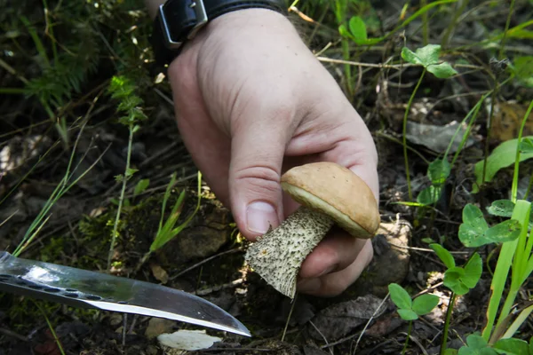Mushrooming - mão com uma faca cortar o boleto cap. Cogumelo grande — Fotografia de Stock