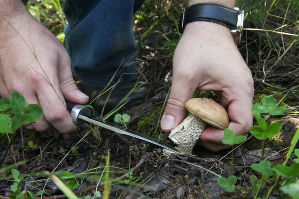 Mushrooming - mão com uma faca cortar o boleto cap. Cogumelo grande — Fotografia de Stock