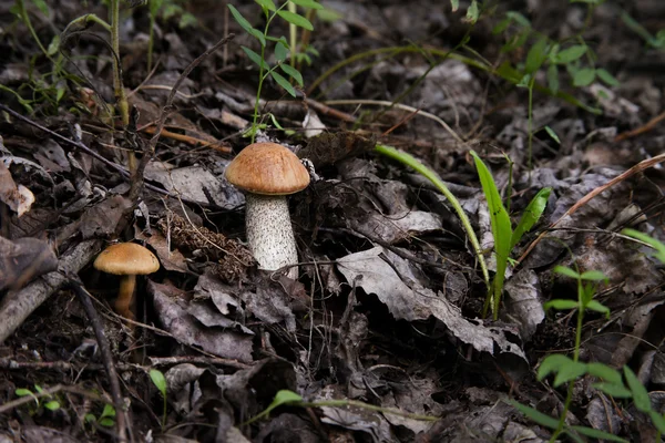 Cap boletus Cogumelo crescendo na grama e folhas secas . — Fotografia de Stock