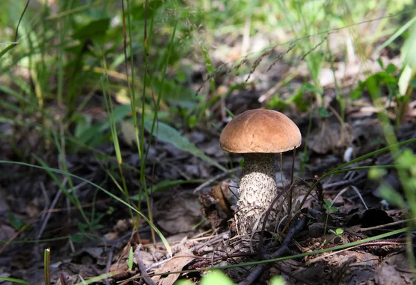 Cap boletus Cogumelo crescendo na grama e iluminado pelo — Fotografia de Stock