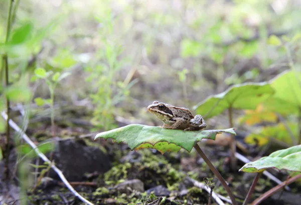 La petite grenouille des bois est assise sur une feuille de crapaud. Elle est très pro u — Photo