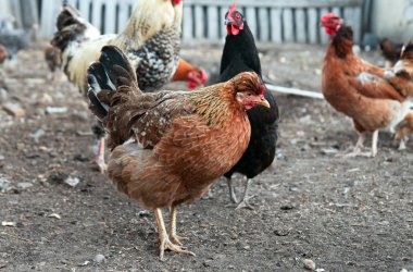 Püsküllü kırmızı tavuk çiftliği bahçede yürümek. 